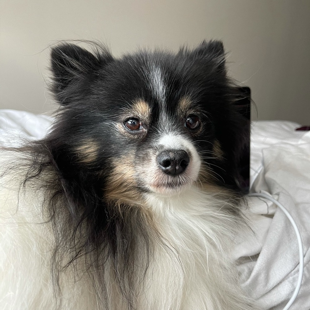 Meet your Posher, Daphne l